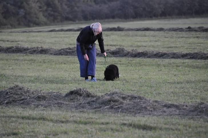 Berner sennenhund Bartley - Mit 1. spor huhaj hvor det går billede 13