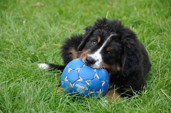 Berner sennenhund Bartley - Se jeg kan sagtens have en stor bold i munden nu billede 14