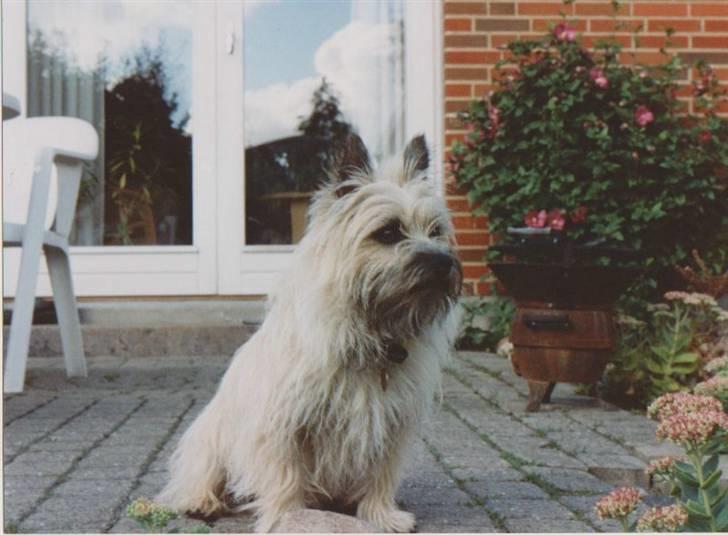 Cairn terrier Rufus R.I.P - Velkommen til Rufus Profil billede 1