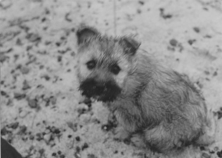 Cairn terrier Rufus R.I.P - hamsom hvalp billede 4