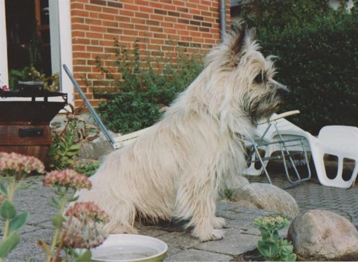 Cairn terrier Rufus R.I.P - Rufus billede 6