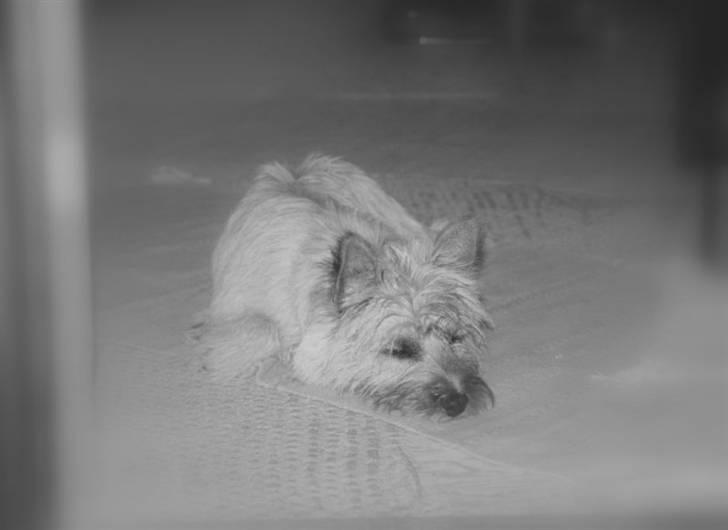 Cairn terrier Rufus R.I.P - Rufus billede 7