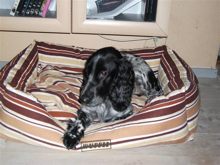 Cocker spaniel Chianti aka Banditten - Mig i min seng hos mormor og bedstefar billede 13