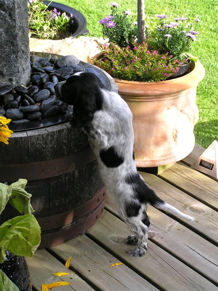 Cocker spaniel Chianti aka Banditten - Hmmmm hvad mon der er heroppe billede 14