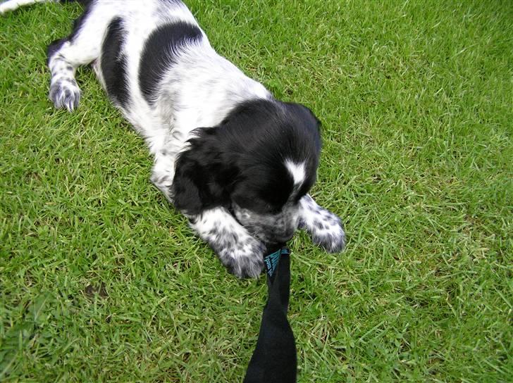 Cocker spaniel Chianti aka Banditten - Hihi mors nøglesnor... den skal jeg da lige lege med billede 15