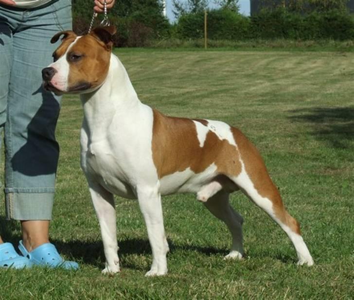 Amerikansk staffordshire terrier Zican´s Icon aka Biffan billede 12