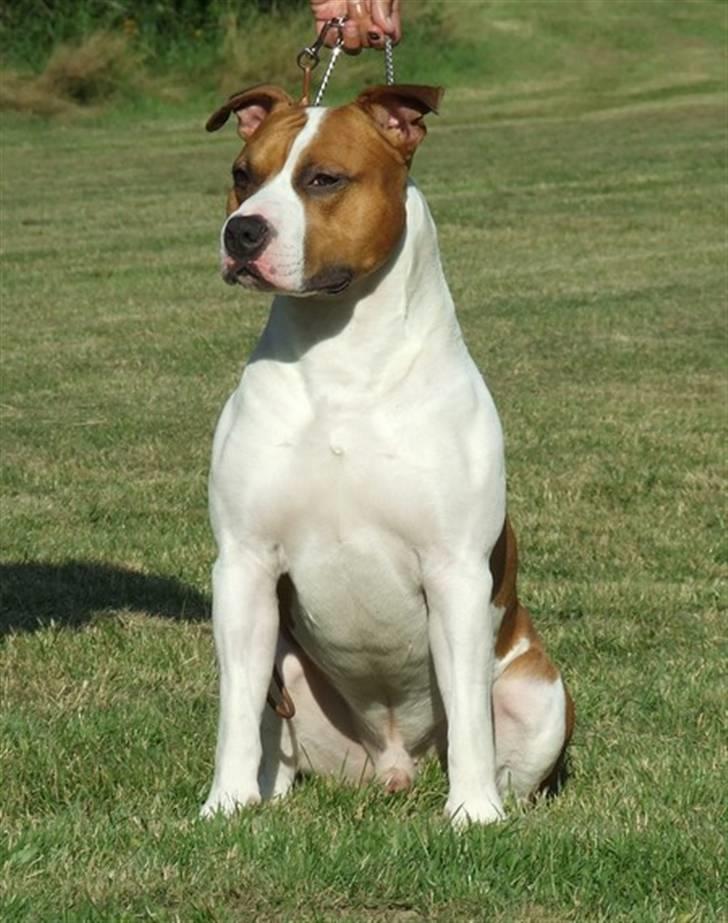 Amerikansk staffordshire terrier Zican´s Icon aka Biffan billede 13
