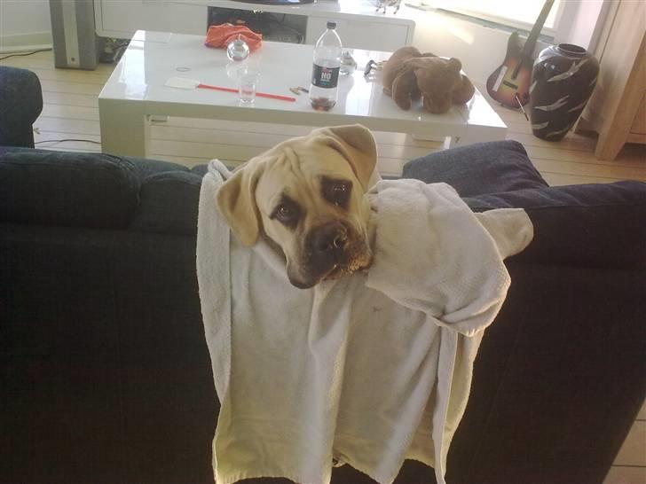 Bullmastiff Vera billede 17