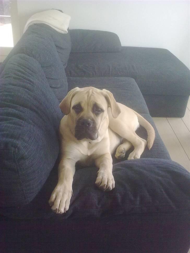Bullmastiff Vera billede 18
