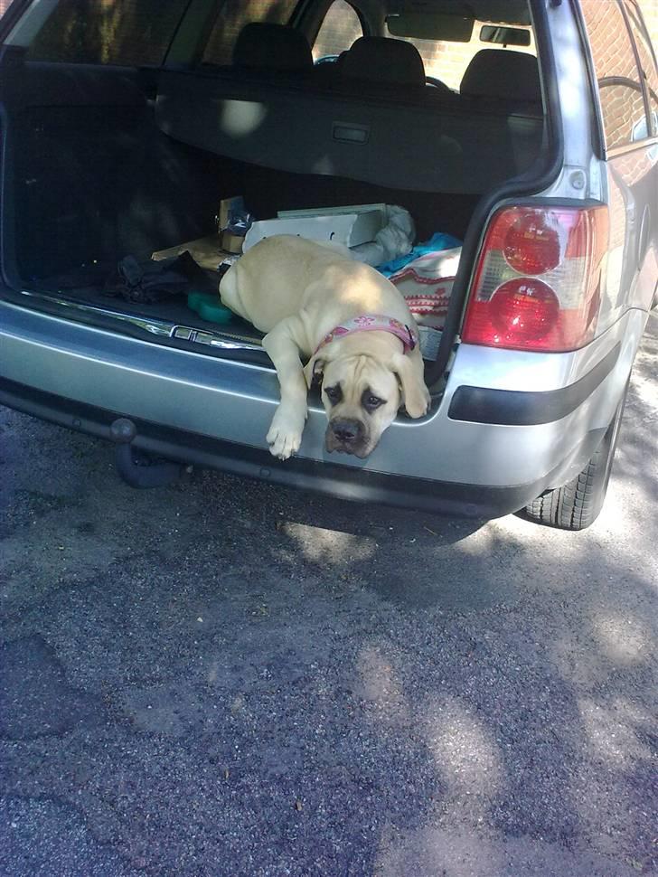 Bullmastiff Vera billede 19