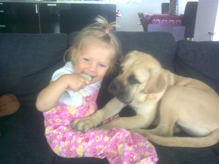 Bullmastiff Vera billede 20