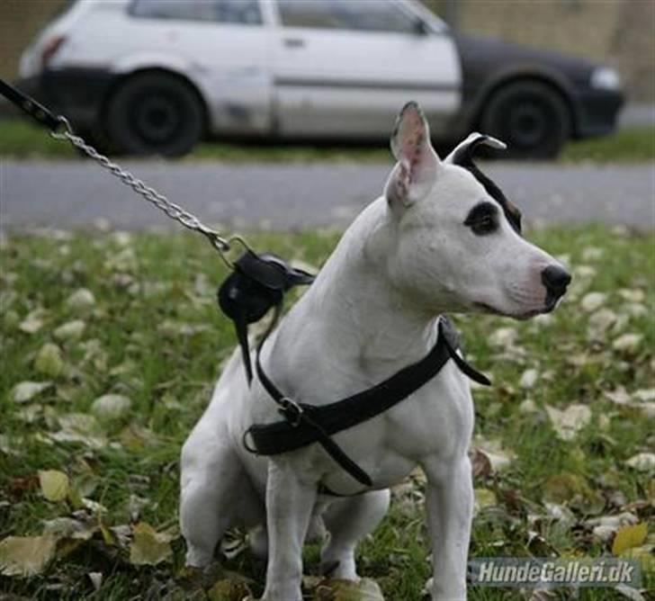 Blanding af racer Keno billede 17