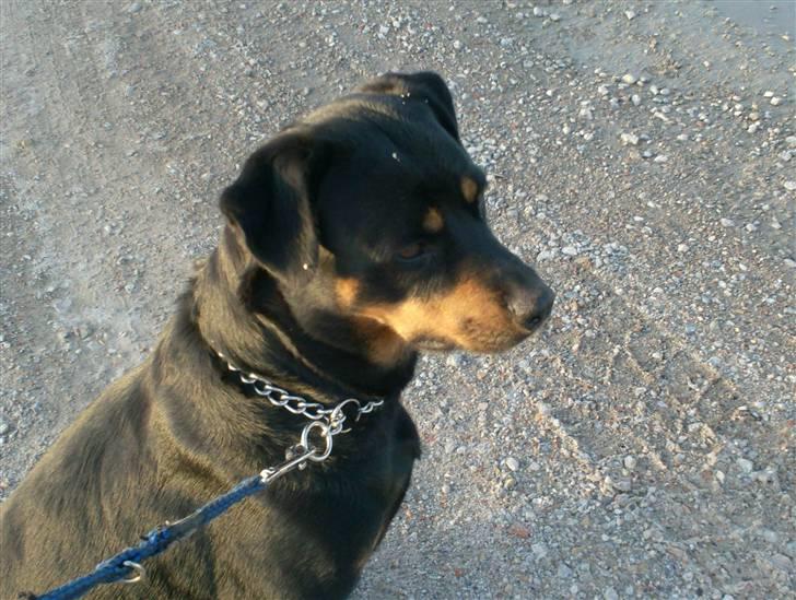 Rottweiler Tøsen aflivet 19-4-2010 billede 10