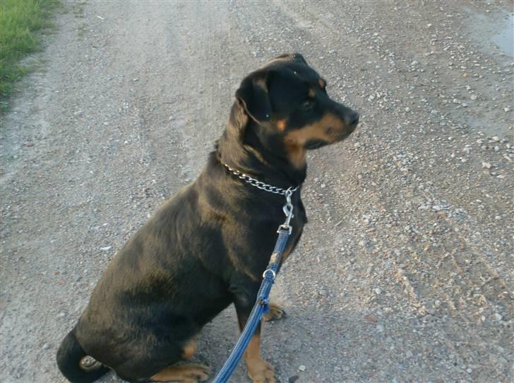 Rottweiler Tøsen aflivet 19-4-2010 billede 11