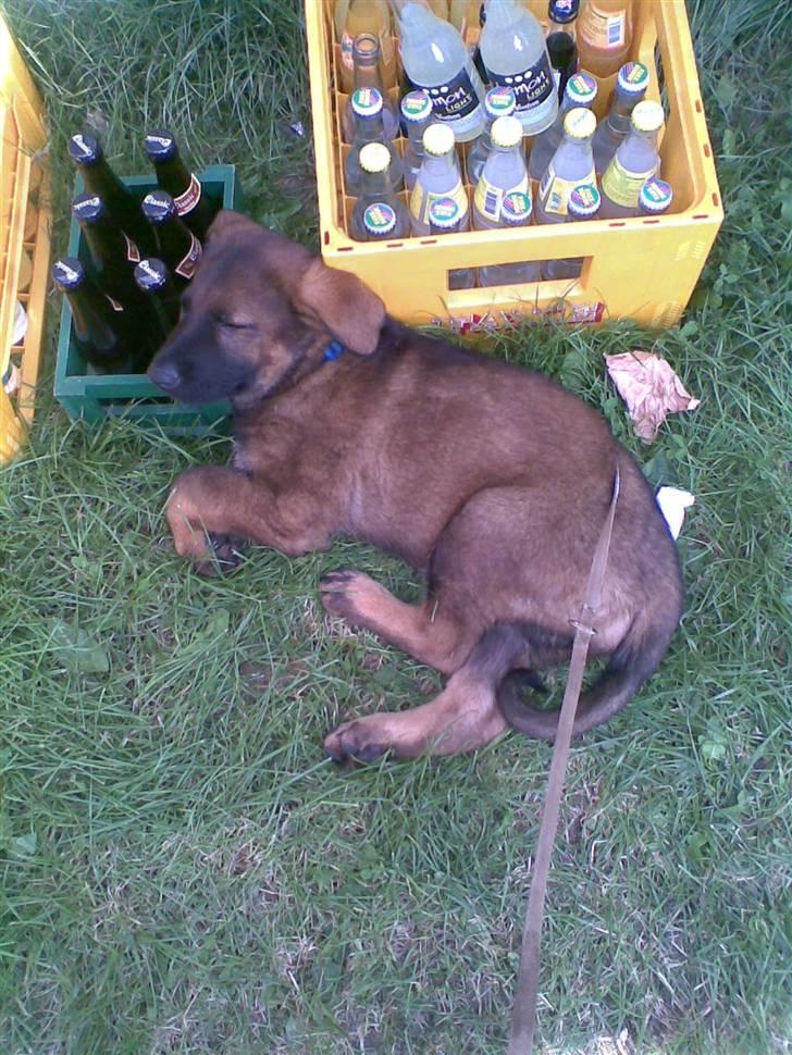 Schæferhund Kenzally´s Alpha (Kenzo) R.I.P   : ( - første gang på trænings pladsen..  ; )   alle de indtryk og nusseri fra alle folk har taget på krafterne.. nu kalder de ham øl hunden ude i klubben..  hehe : )  ( 8 uger) billede 5