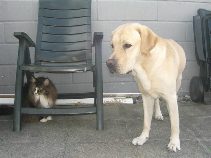 Labrador retriever Athos billede 2