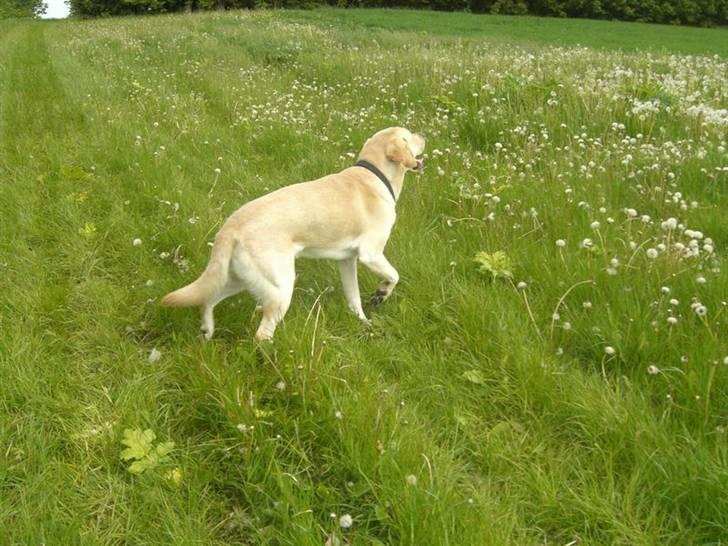 Labrador retriever Athos billede 3