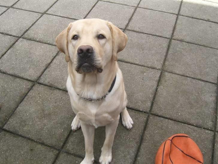 Labrador retriever Athos billede 4