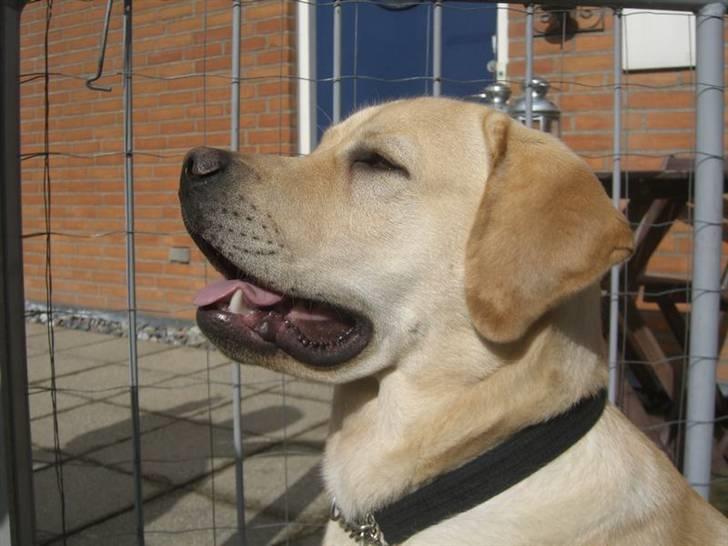 Labrador retriever Athos billede 5