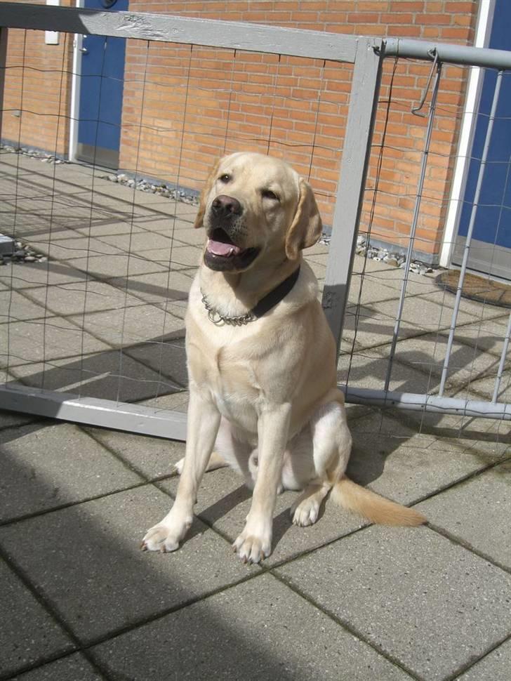 Labrador retriever Athos billede 6