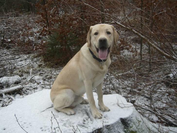 Labrador retriever Athos billede 7