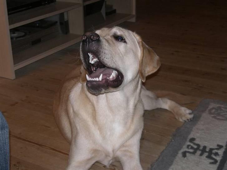 Labrador retriever Athos billede 8