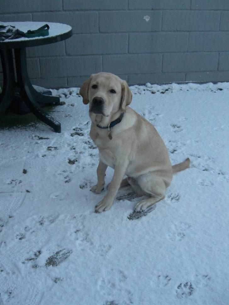 Labrador retriever Athos billede 9