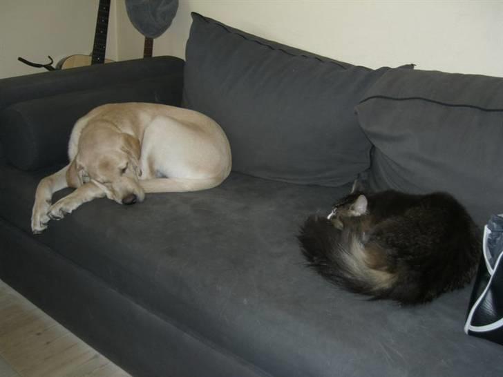 Labrador retriever Athos billede 10