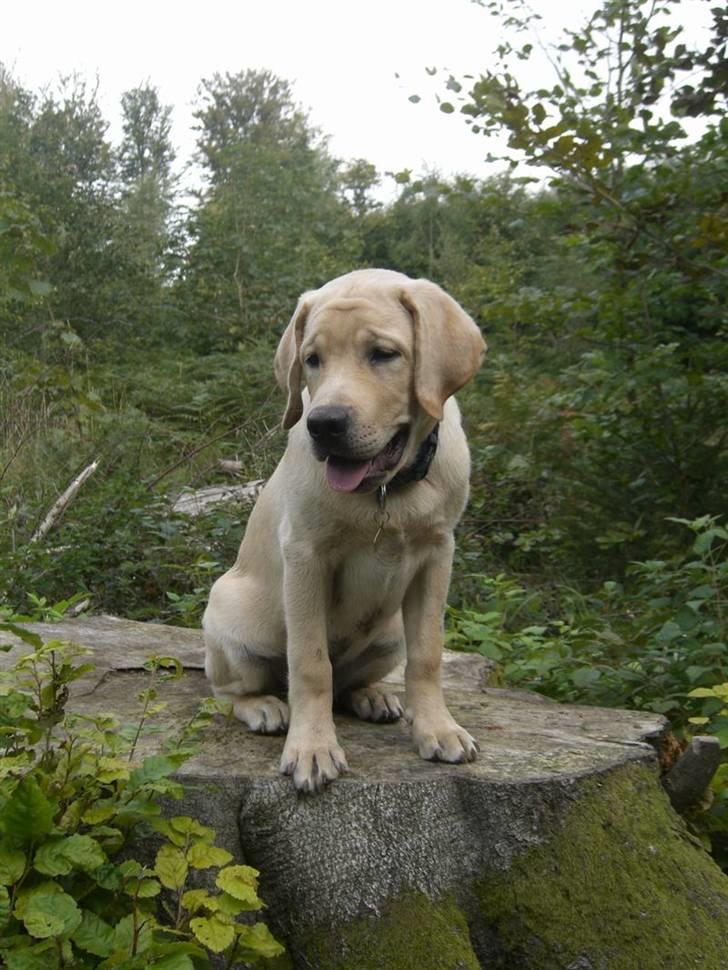 Labrador retriever Athos billede 11