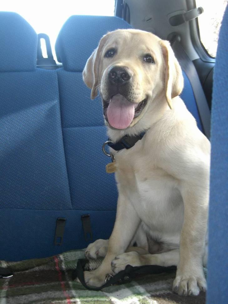 Labrador retriever Athos billede 12