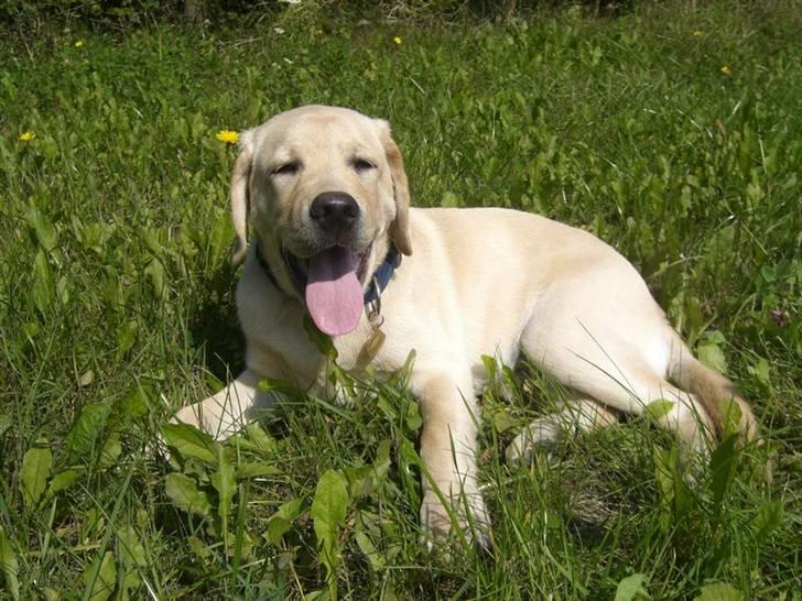 Labrador retriever Athos billede 13