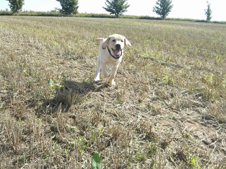 Labrador retriever Athos billede 14