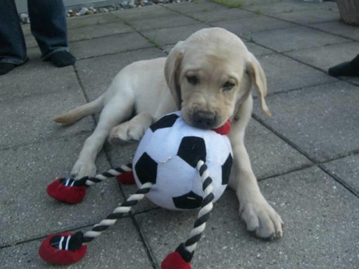 Labrador retriever Athos billede 15