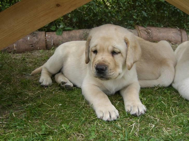 Labrador retriever Athos billede 16