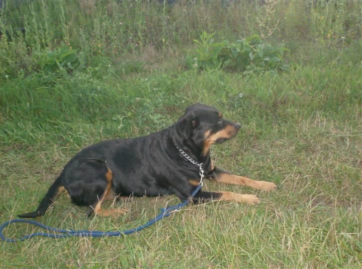 Rottweiler Tøsen aflivet 19-4-2010 billede 12