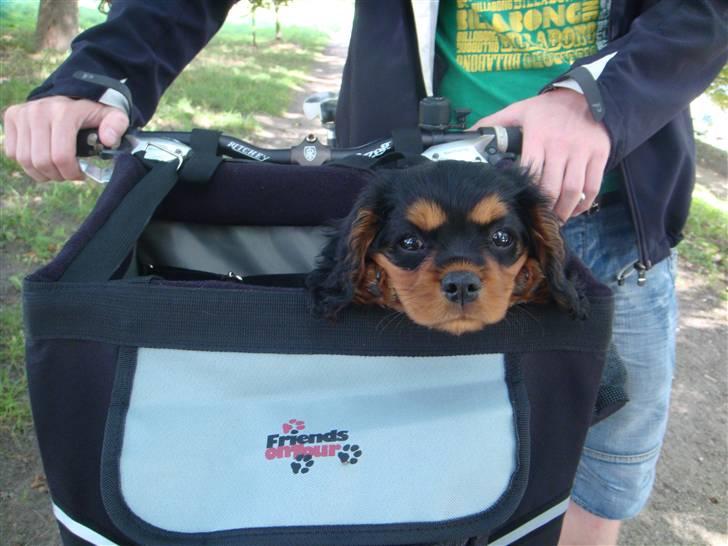 Cavalier king charles spaniel (Souvinier's) Charlie - Så blev Charlie lidt træt og måtte op i cykelkurven billede 2