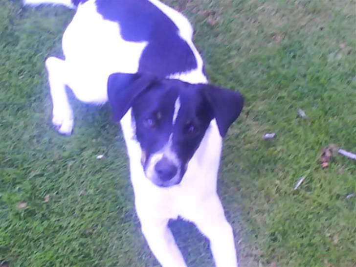 Dansk svensk gaardhund smutt - her ligger smutt i haven billede 2