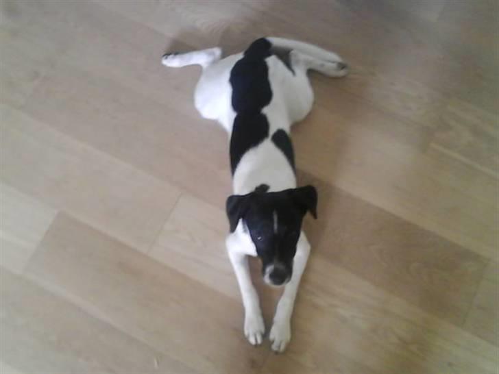 Dansk svensk gaardhund smutt - smutt ligner meget en frø når han ligger sådan her billede 3