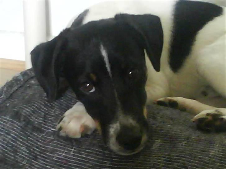 Dansk svensk gaardhund smutt - træt efter en lang tur i skoven billede 4