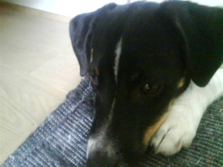 Dansk svensk gaardhund smutt - er lige vognet og har ikke rigtig lyst til at stå op billede 5