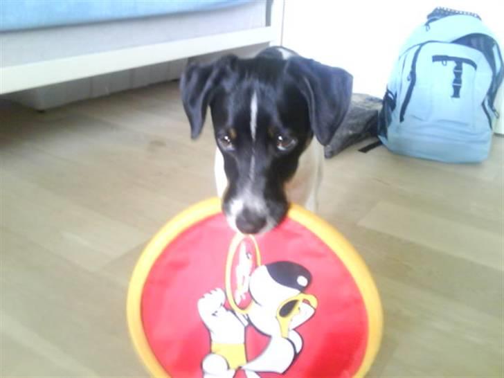 Dansk svensk gaardhund smutt - her har smutt lige fundet sin frizbe billede 6