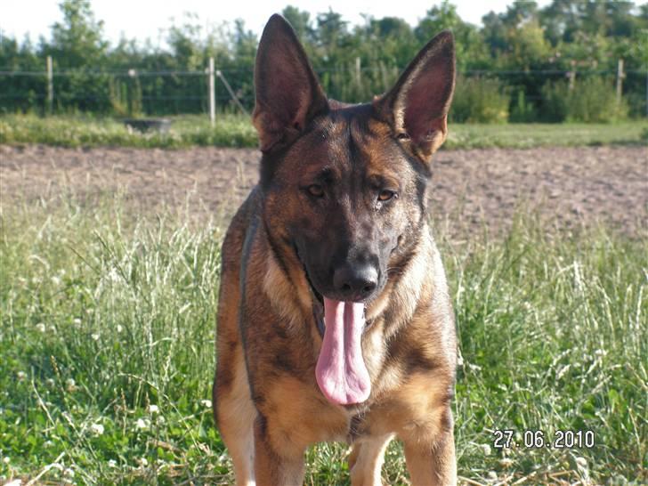 Schæferhund Kweo's Porsche - Porsche - sommeren 2010. Hun er så flot! billede 1