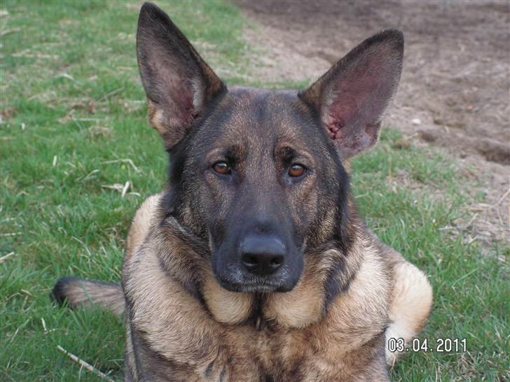 Schæferhund Kweo's Porsche - Porsche, forår 2011 billede 2