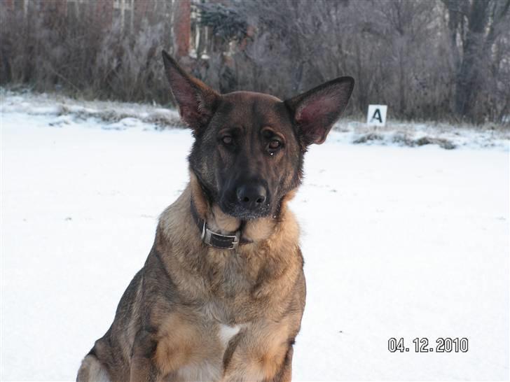 Schæferhund Kweo's Porsche - Porsche i sneen XD - December 2010  billede 3