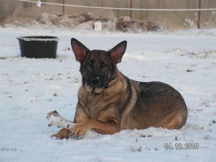 Schæferhund Kweo's Porsche - Snehunden Porsche :-) billede 4