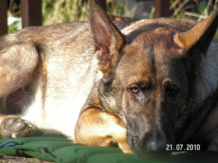 Schæferhund Kweo's Porsche - "Jeg ligger bare lige her og tænker over livet.." x) Porsche sommer 2010 billede 5
