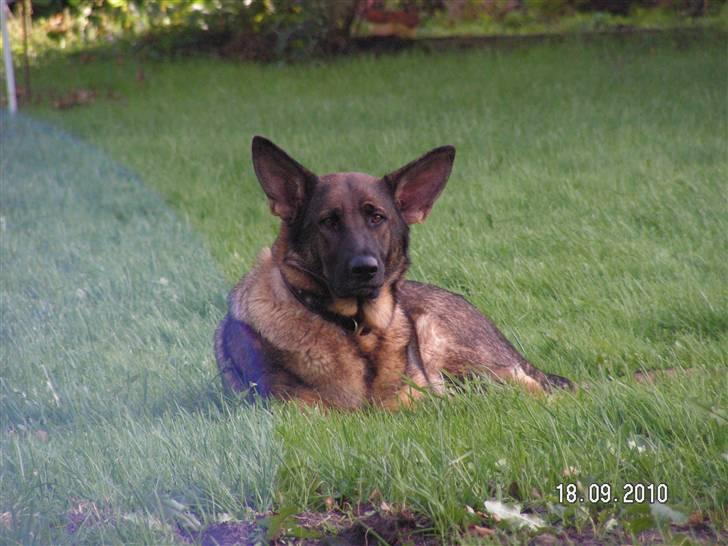 Schæferhund Kweo's Porsche - September 2010 billede 6