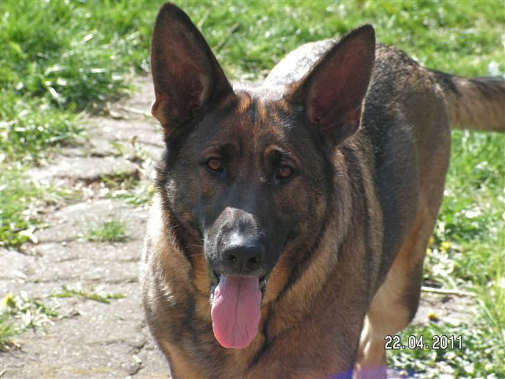 Schæferhund Kweo's Porsche - Den glade hund :D billede 7