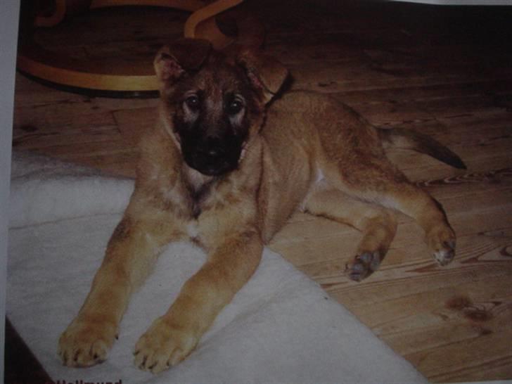 Schæferhund Kweo's Porsche - Porsche som en lille hvalp :-) billede 8
