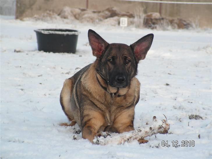 Schæferhund Kweo's Porsche - Smukke i sneen - December 2010 billede 9